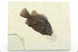 Detailed Fossil Fish (Cockerellites) - Wyoming #356751-1